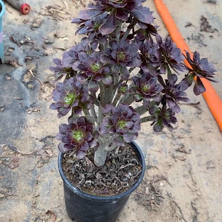 黑豆1多肉植物法师法师法师