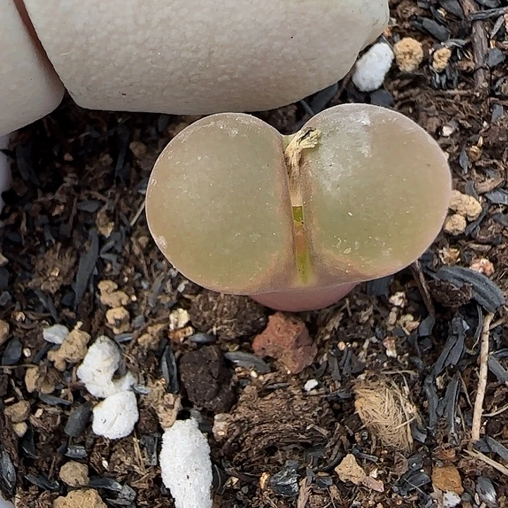 738福利福利福利福利