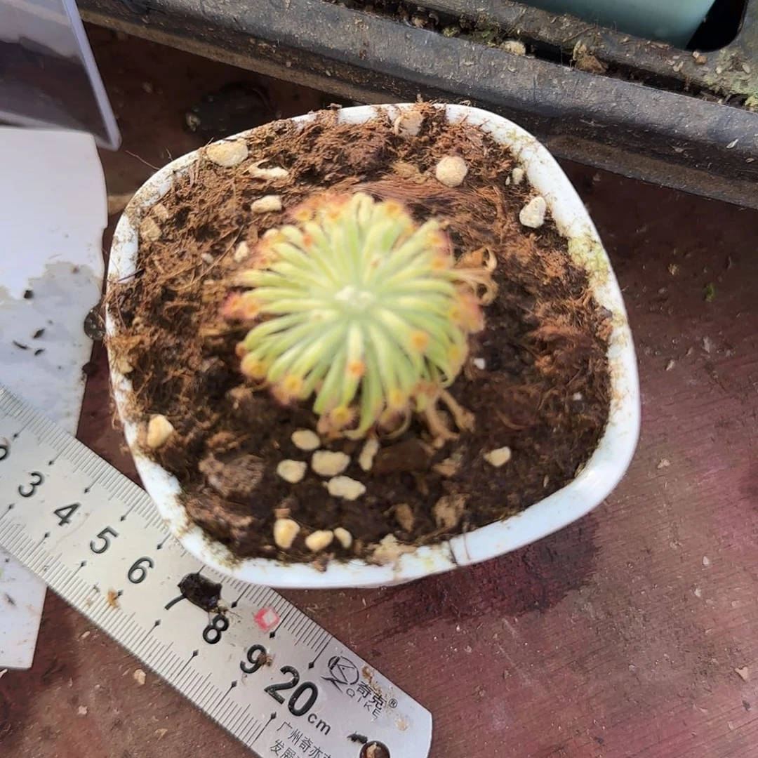 修***绘无花朵珊瑚茅膏菜