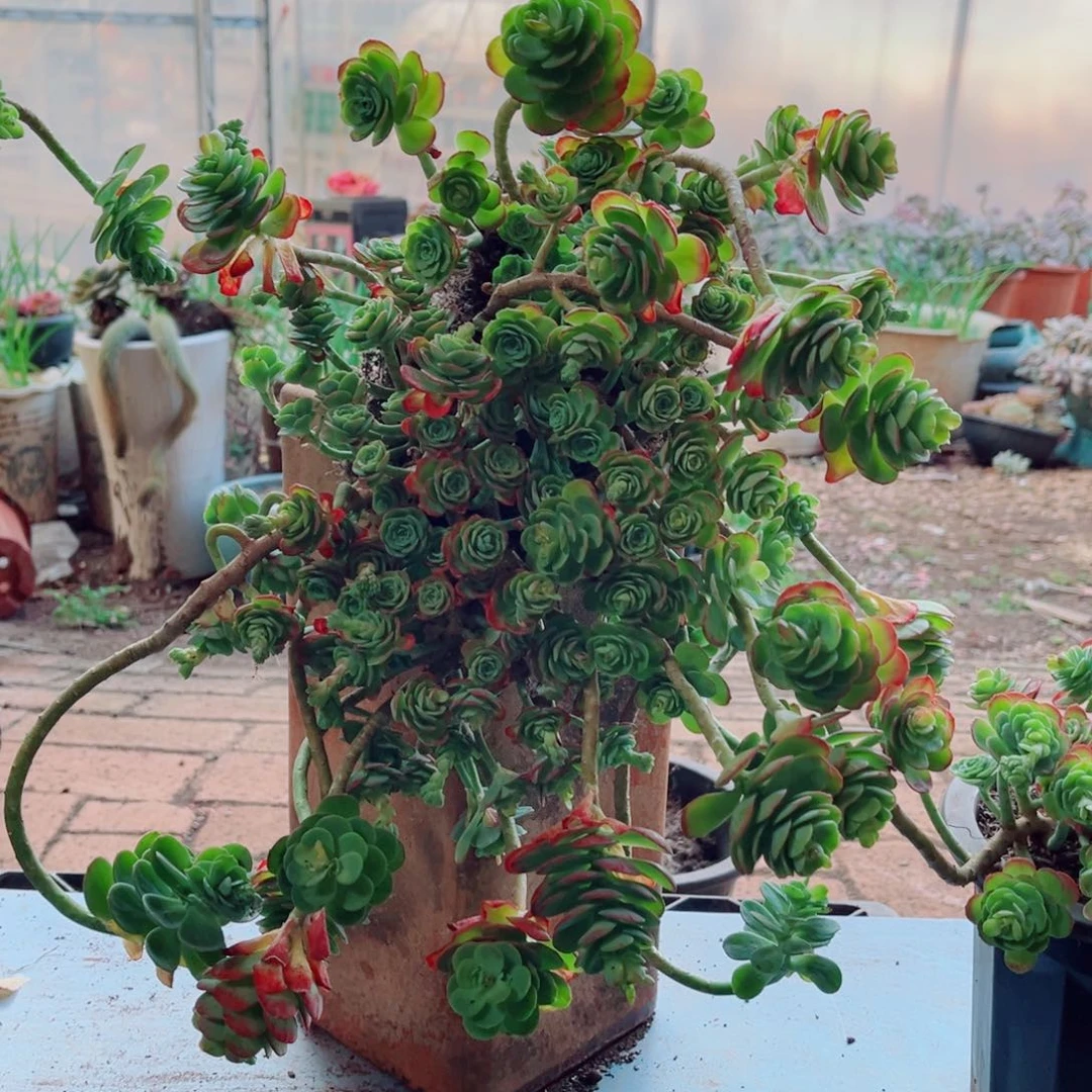 薄化妆两颗大群的