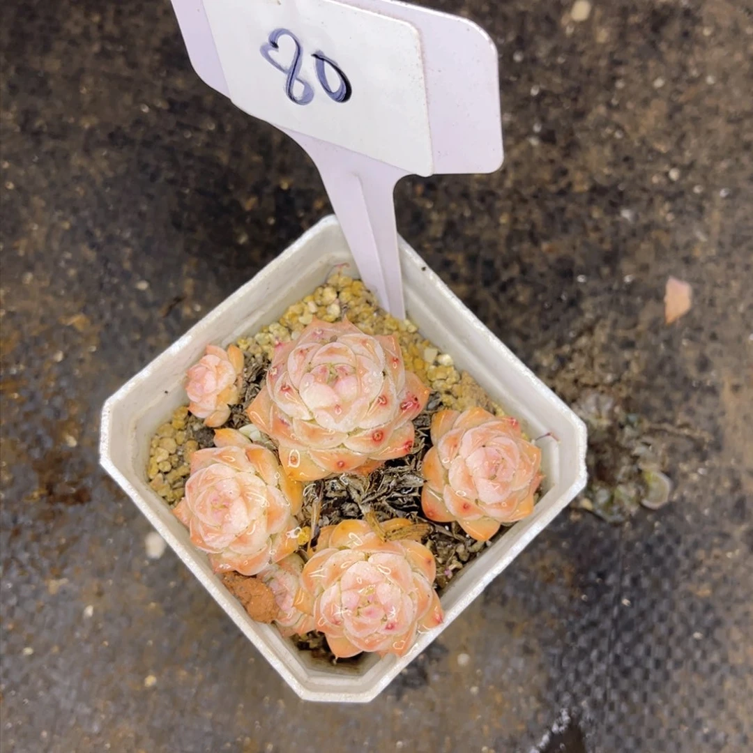 80号一物一拍。