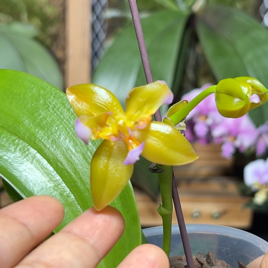 大部分开放少量花苞金鹿角贝变异