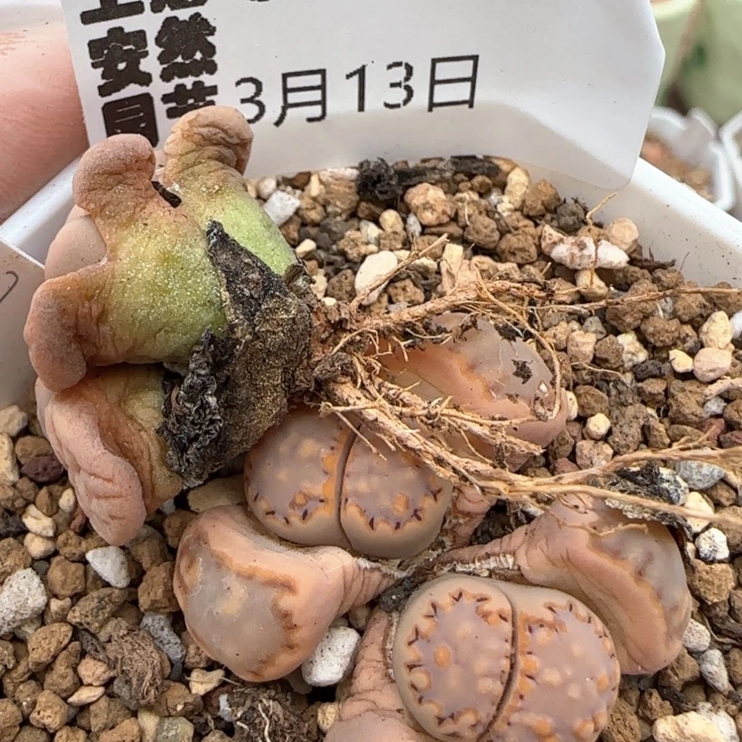 3.13。生石花*2。 5026