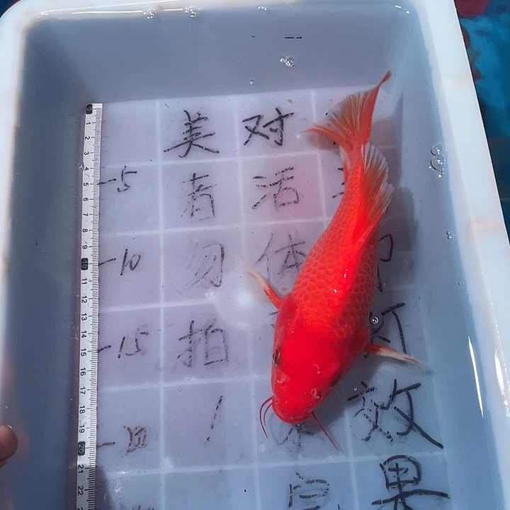 蝴蝶鲤鱼渔场直发29