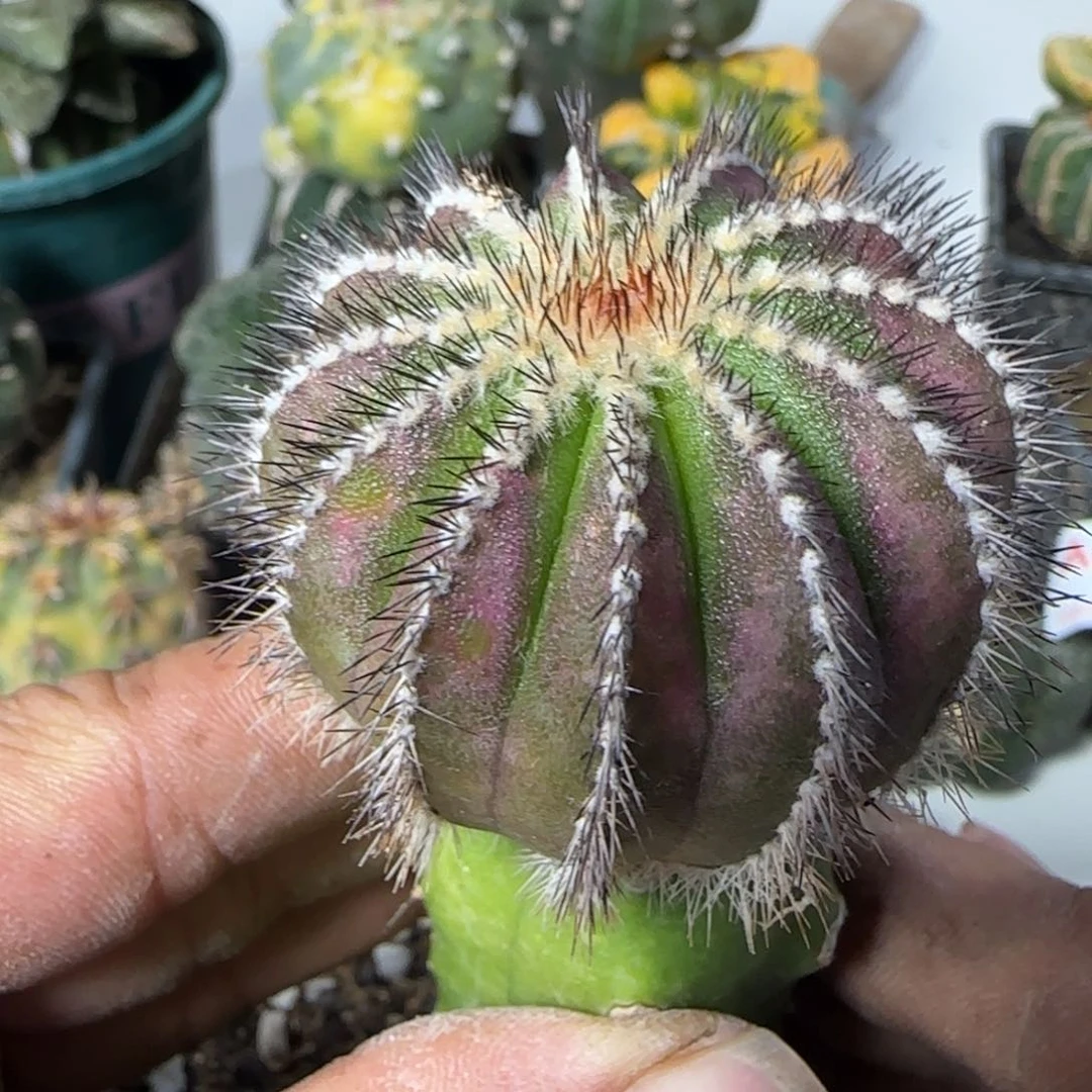 【闪购商品】紫皮尤博001