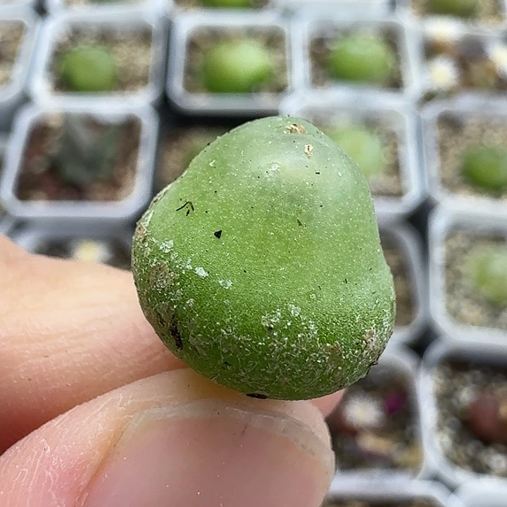 老马生石花1.5大葫芦654