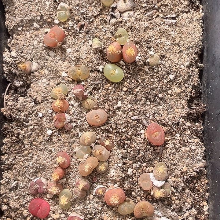 1115–番杏福利a76脱土