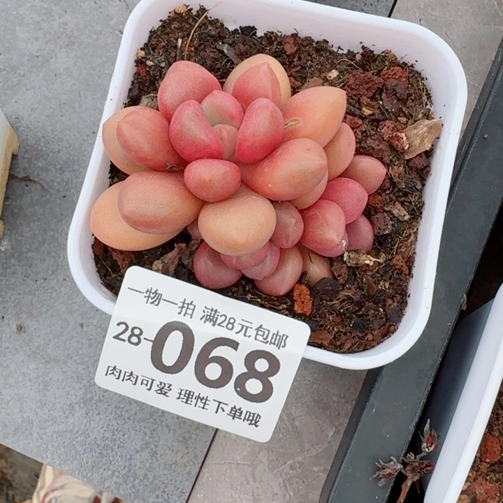 寒***客先锋派多肉多肉植物多肉多肉无