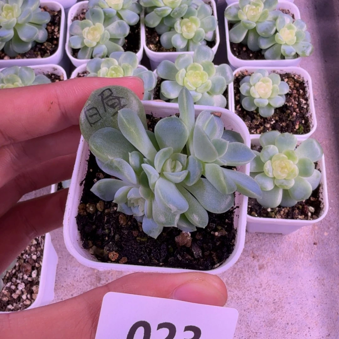 四头白昼一物一拍023