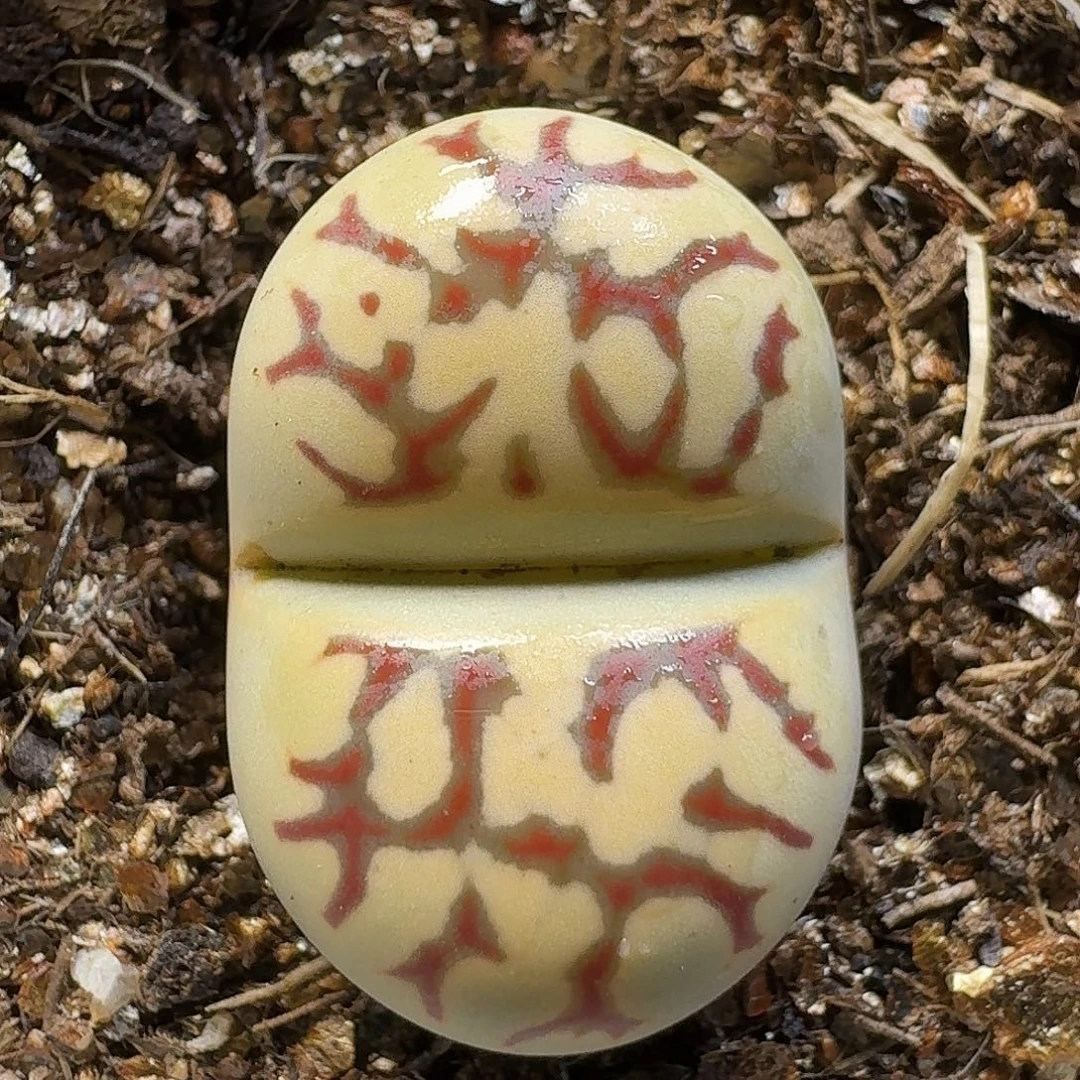 生石花11111。  220