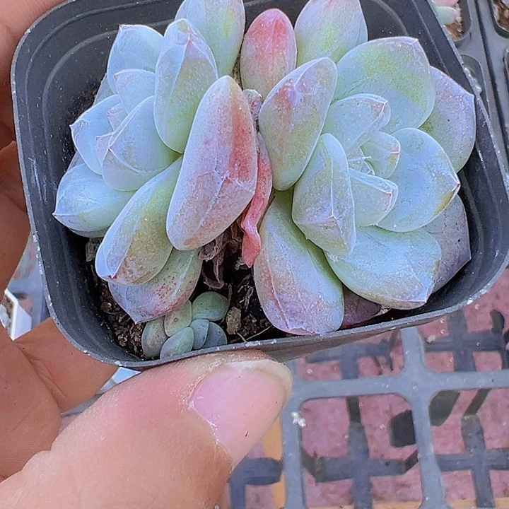冰玉精品多肉植物大战