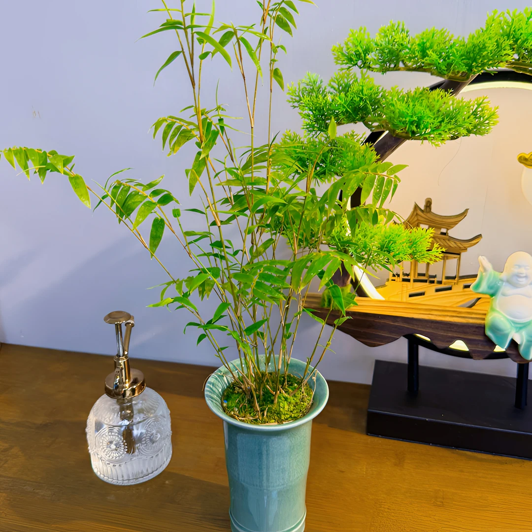 米竹植物凤尾竹子盆栽苔藓新中式懒人小盆景办公桌茶桌面室内绿植