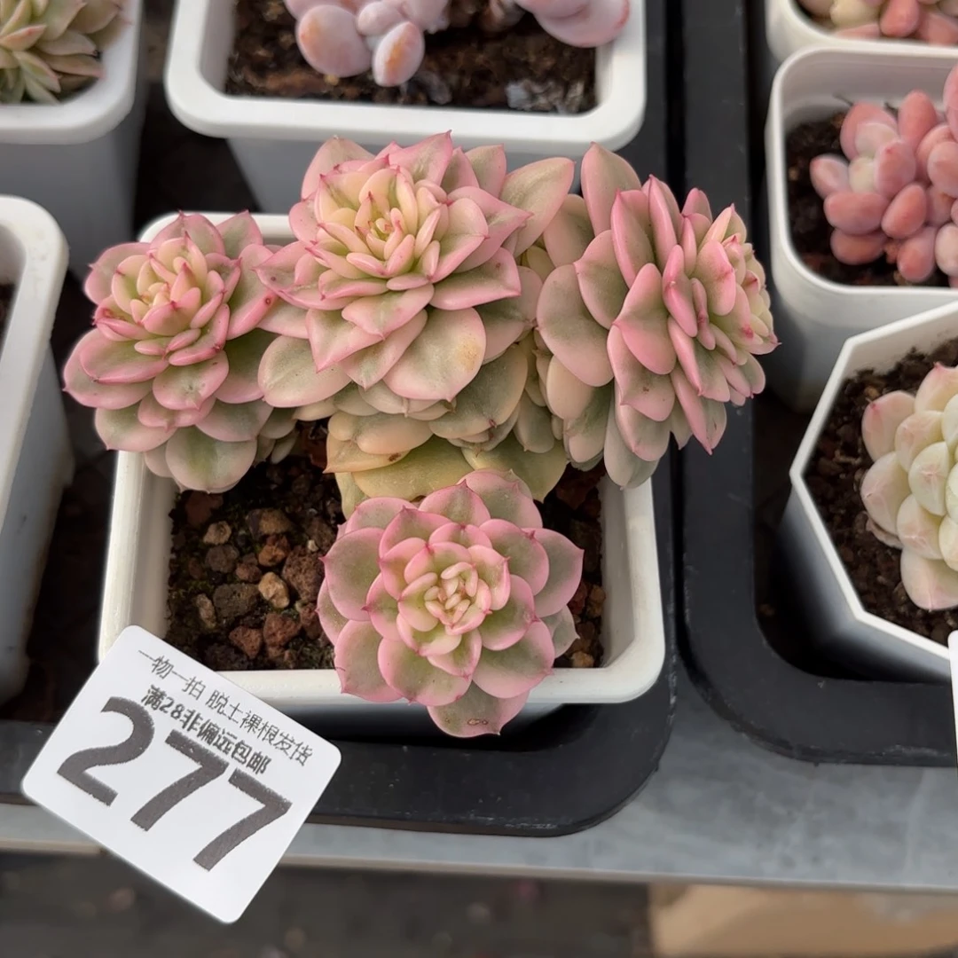 腊牡丹锦无盆土发货