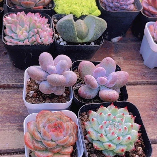 原始➕桃美人➕琴心➕梦瑶