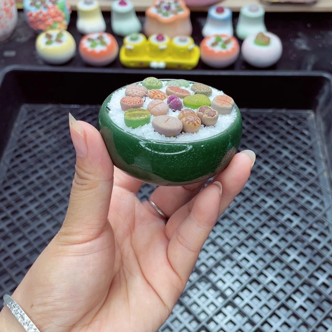 w2642 带盆土发货一物一拍