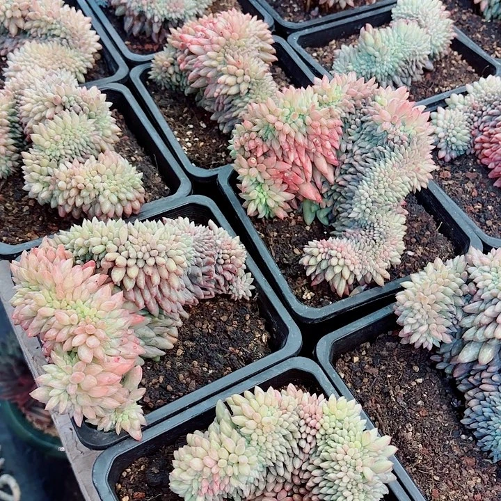 红体红蜻蜓缀化2026开播福利