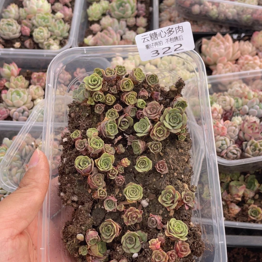 云糖心多肉植物322