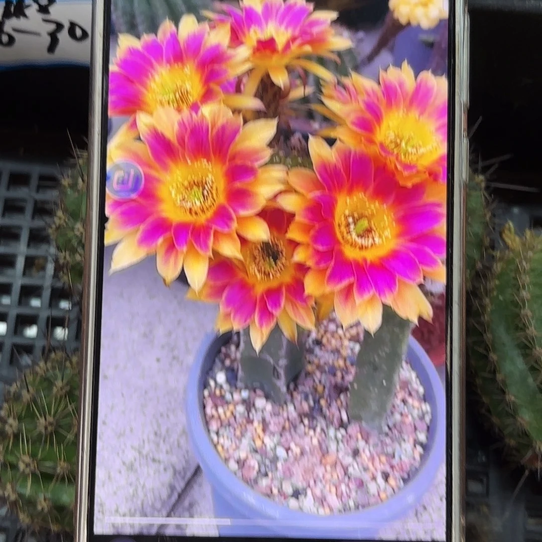 歪阳光明媚侧牙20包邮24