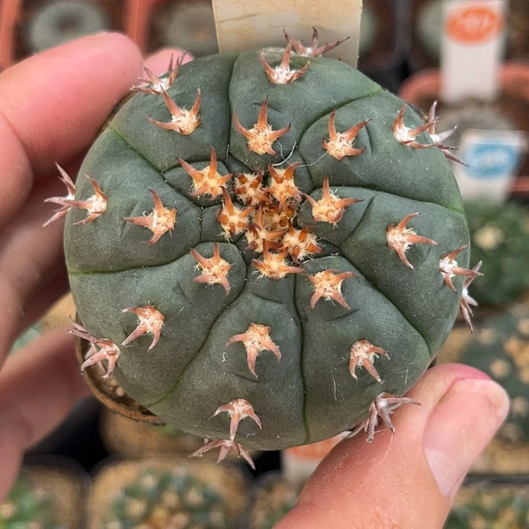 850实生猫爪带盆带土