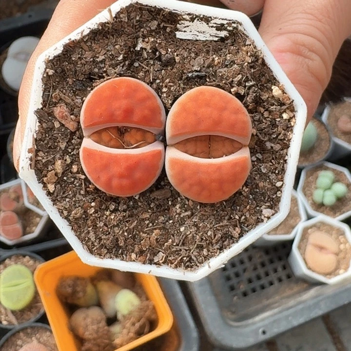 生石花1111。    52