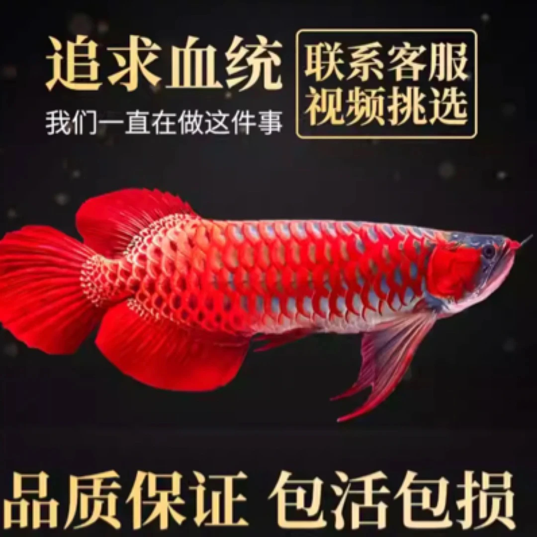 金龙鱼苗活体鱼观赏金头古典蓝底过背辣椒血麒麟印尼红龙鱼活体超