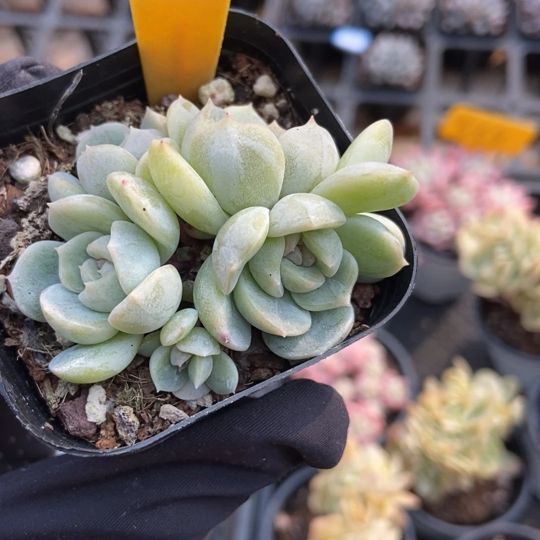 2090白恋多肉植物