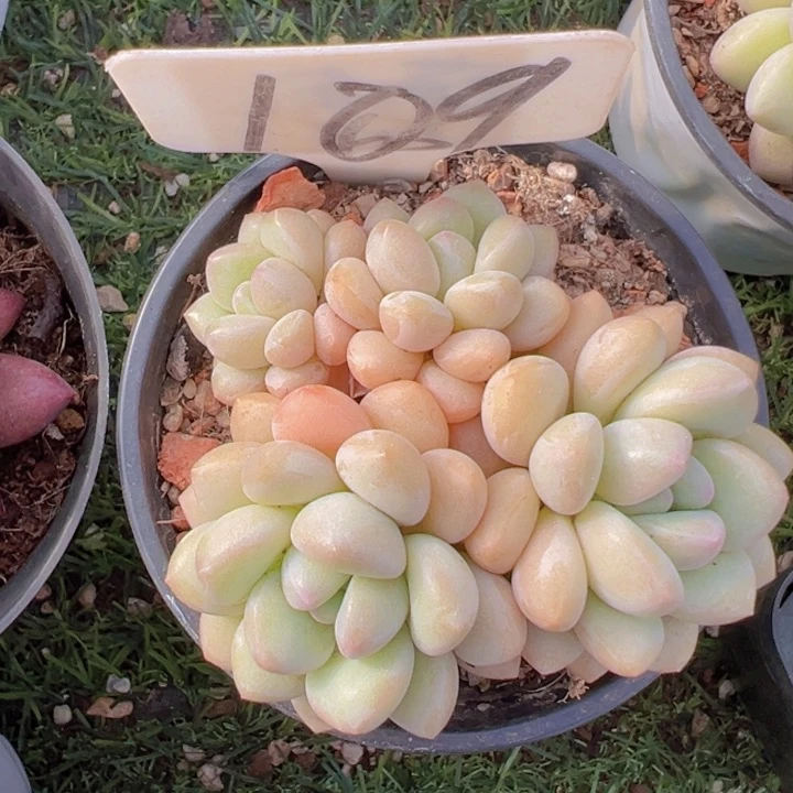 健健康康平平安安