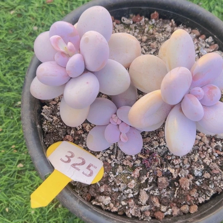 健健康康平平安安