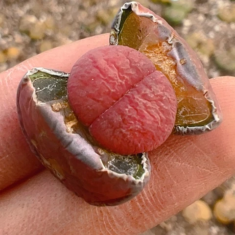 【闪购商品】25337