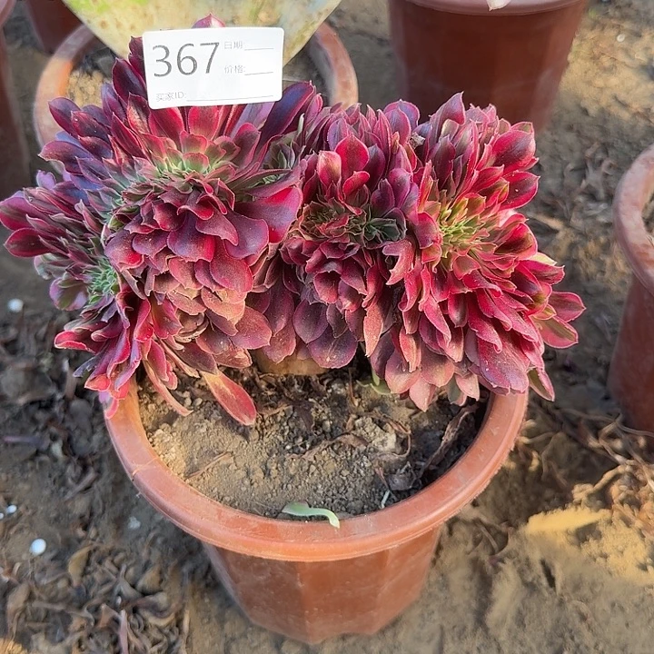 美杜莎缀化367一颗包邮