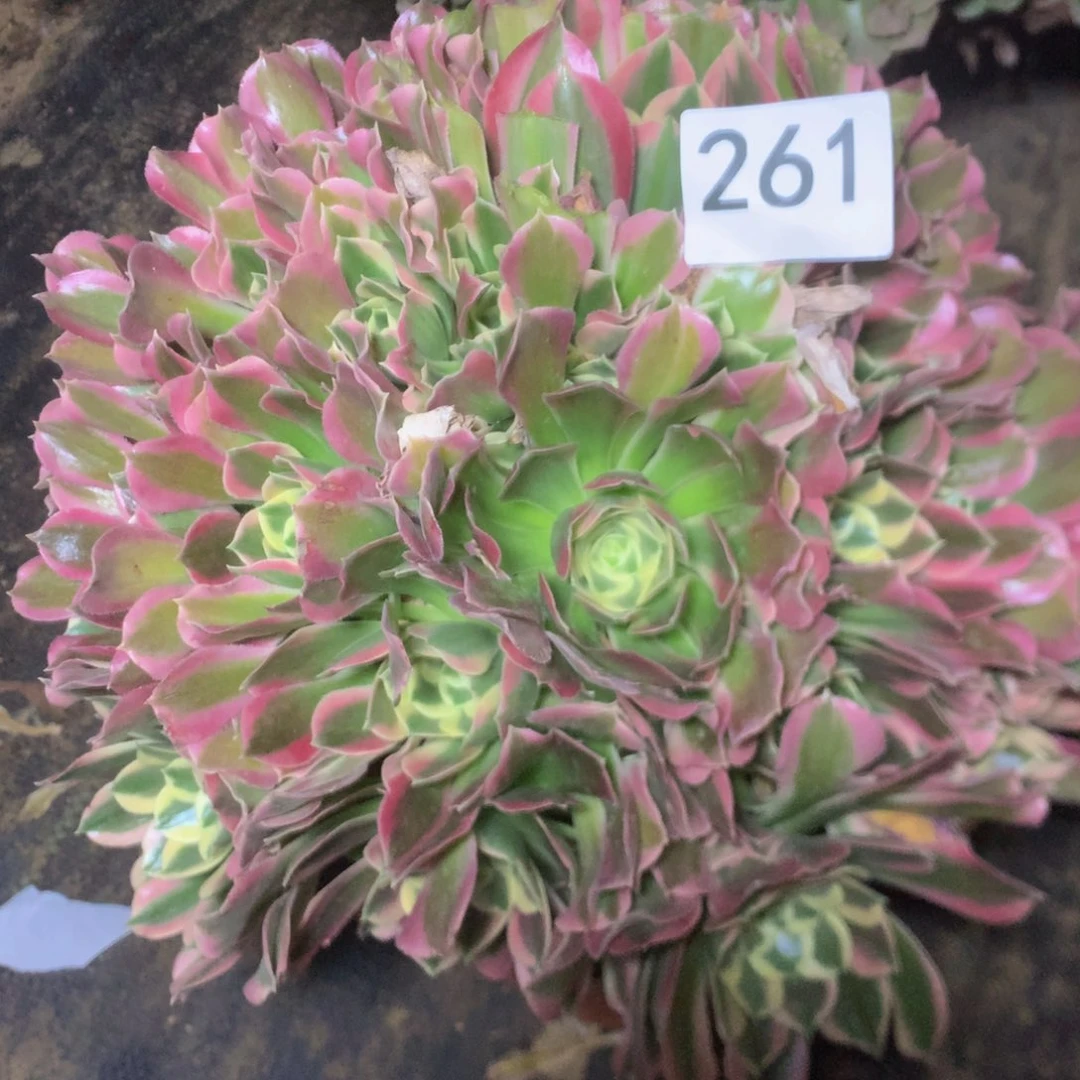 261白凤多肉植物