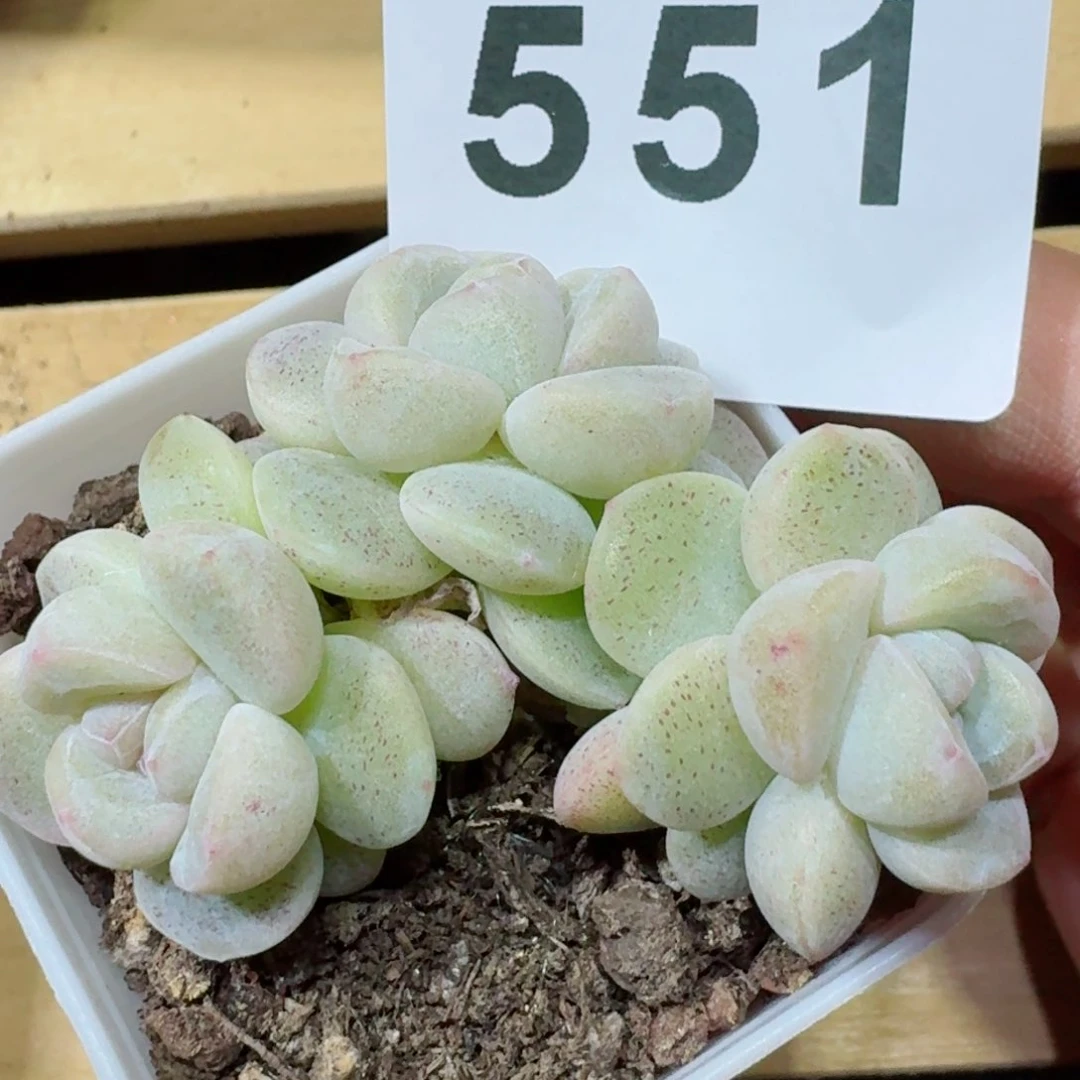 糖心冰玉         精品多肉