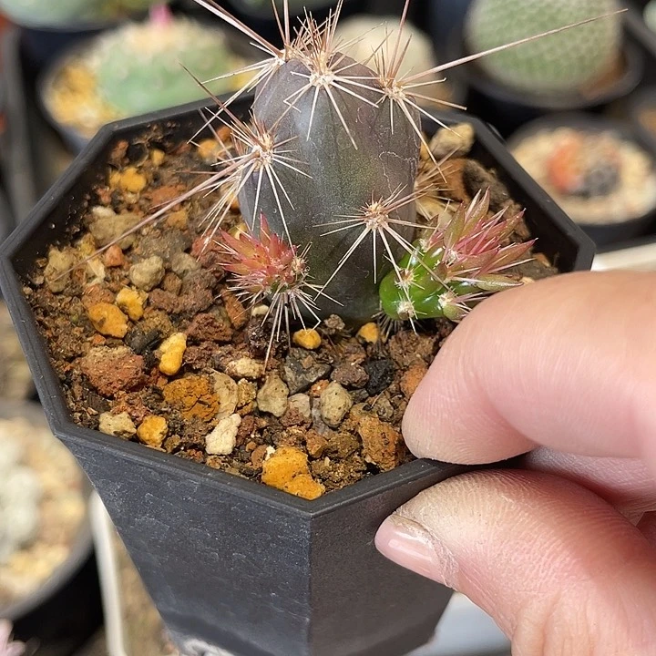 舞者团扇仙人球一颗