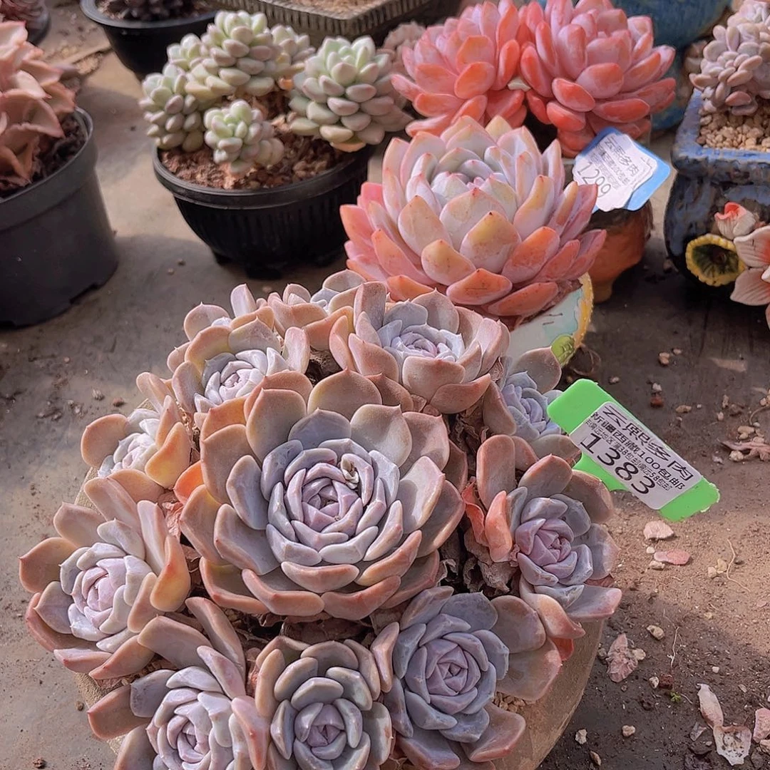 1383汉堡多肉植物