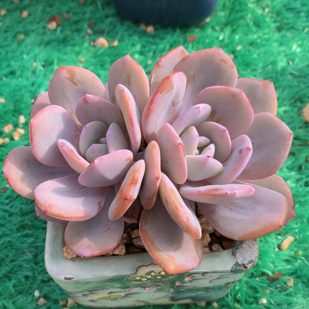 韩版奶茶12 公分一物一拍