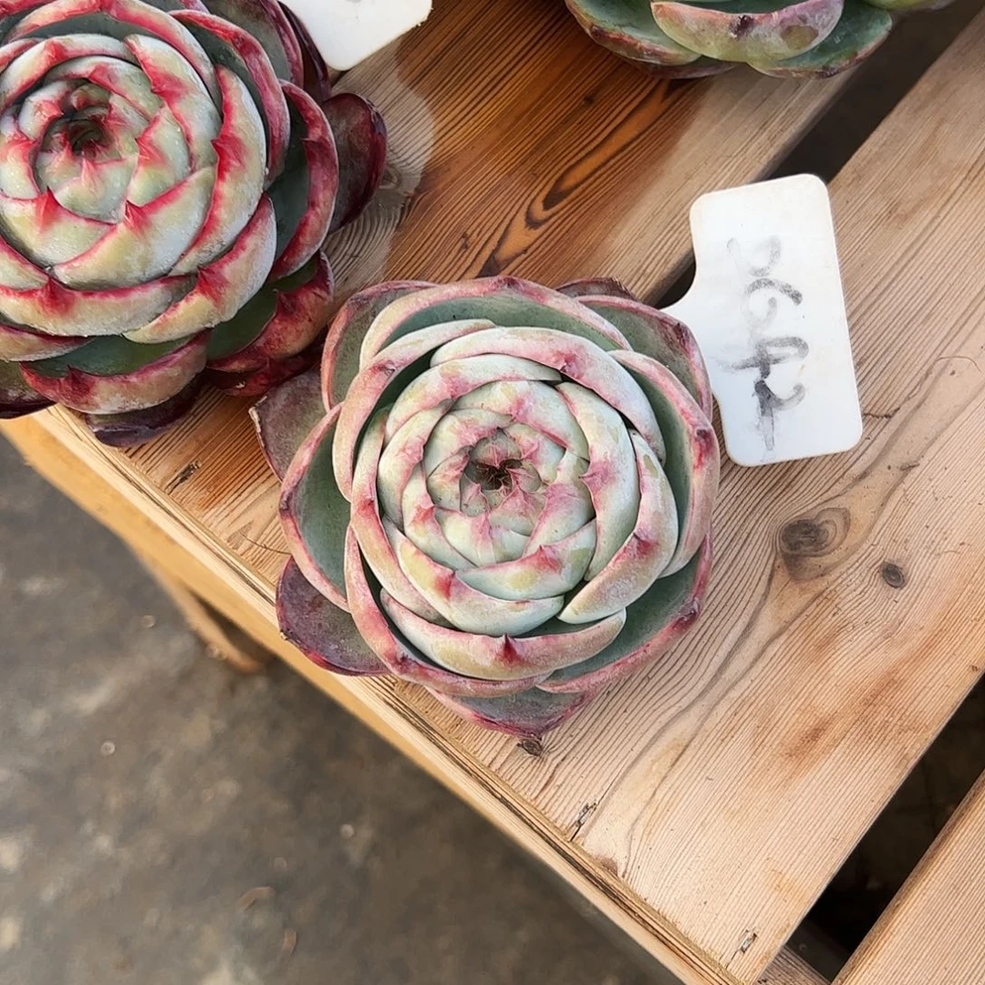 三***三惊鸿仙子一物一拍2642号