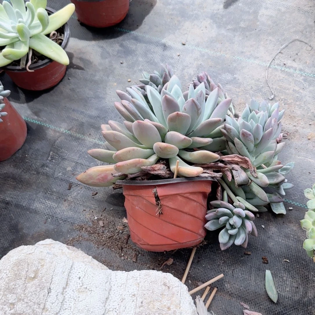 ꧁***）无花朵奥普大群生特价多肉