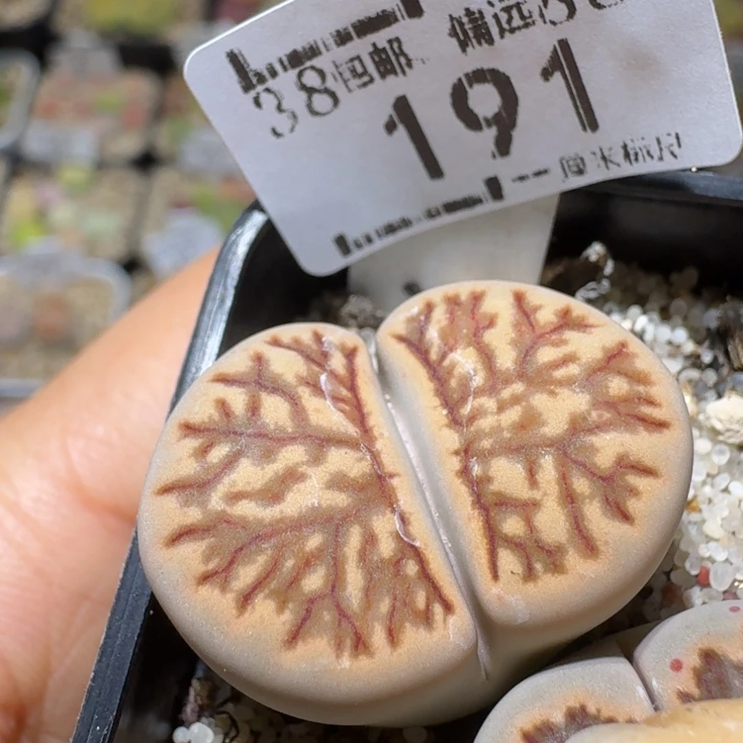 Sss精品生石花 191