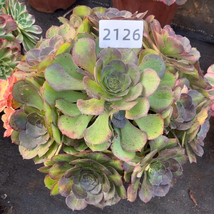 海王七彩特价多肉