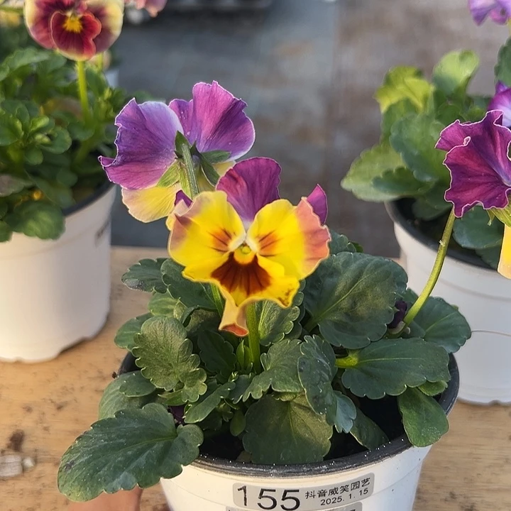 红陶抖音直播闪拍155