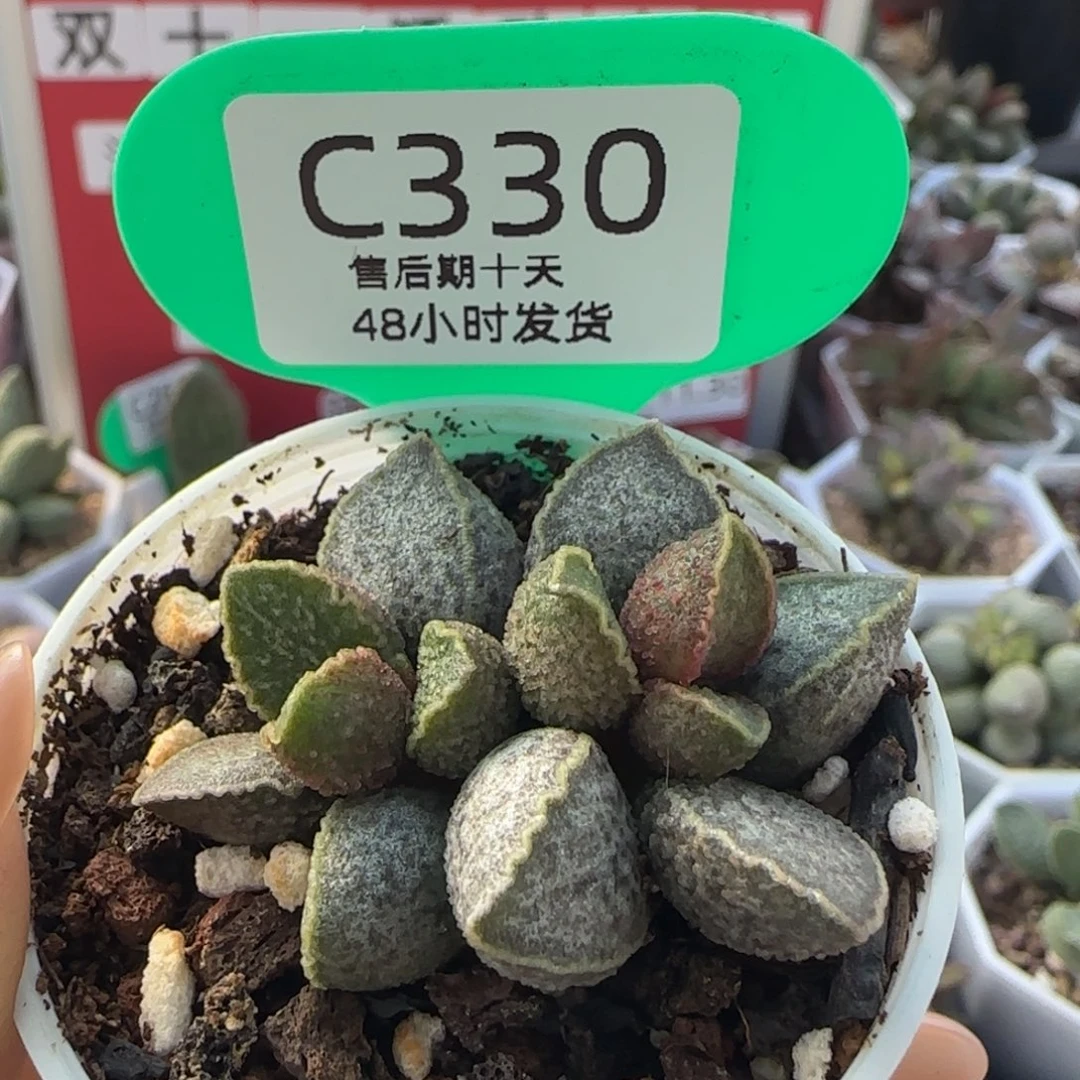 胖虎。    330。