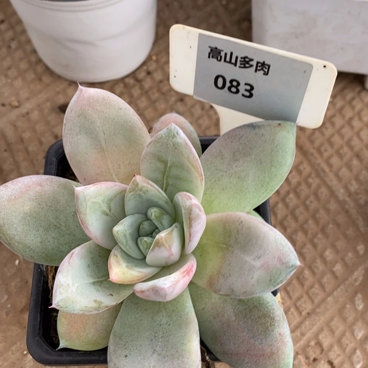 D083- 直播福利 祖母绿