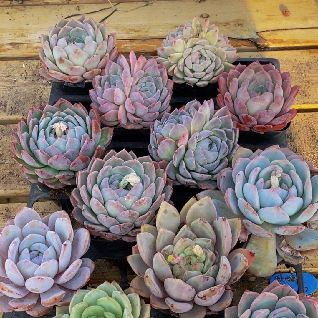 183多肉植物保护研究所所长助理