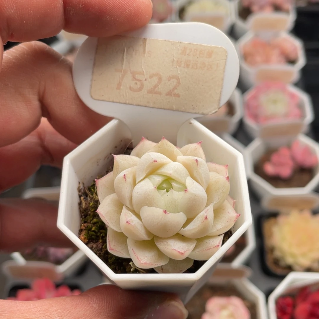 女王7522-4.0厘米
