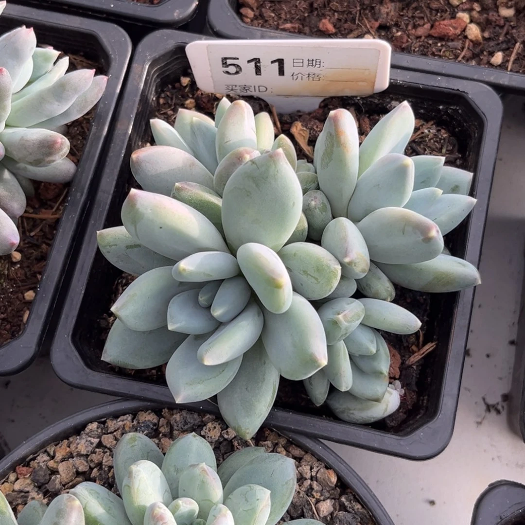 三色美人多肉植物511