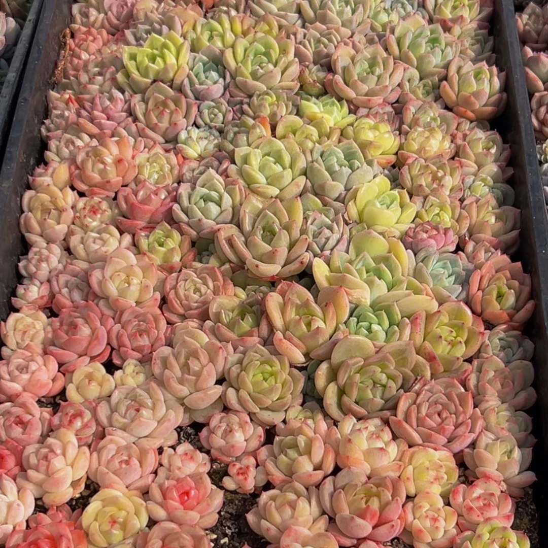 707多肉葡萄的味道是什么呢