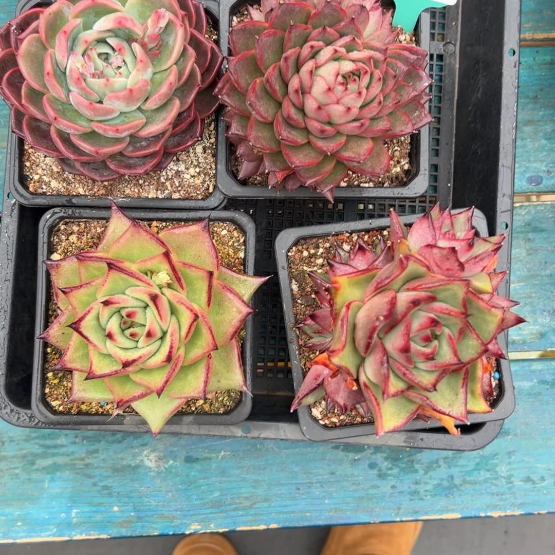 多肉一物一拍编号0119-85