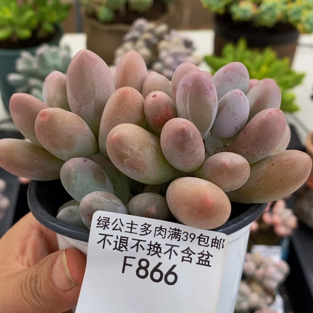 866汤圆奶酪8cm多肉