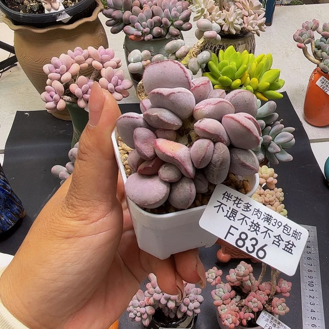小红蛋836/5cm多肉