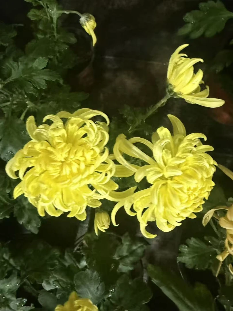 小旋风带盆带土发货的菊花苗适合室内外阳台庭院种植